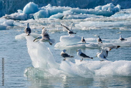Closeup of Black-Legged Kittiwakes perched recently calved ice from the Monacobreen Glacier in Liefde Fjord, Svalbard, Arctic ocean
