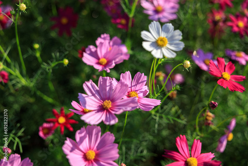 pink cosmos flower © Bankphotographer