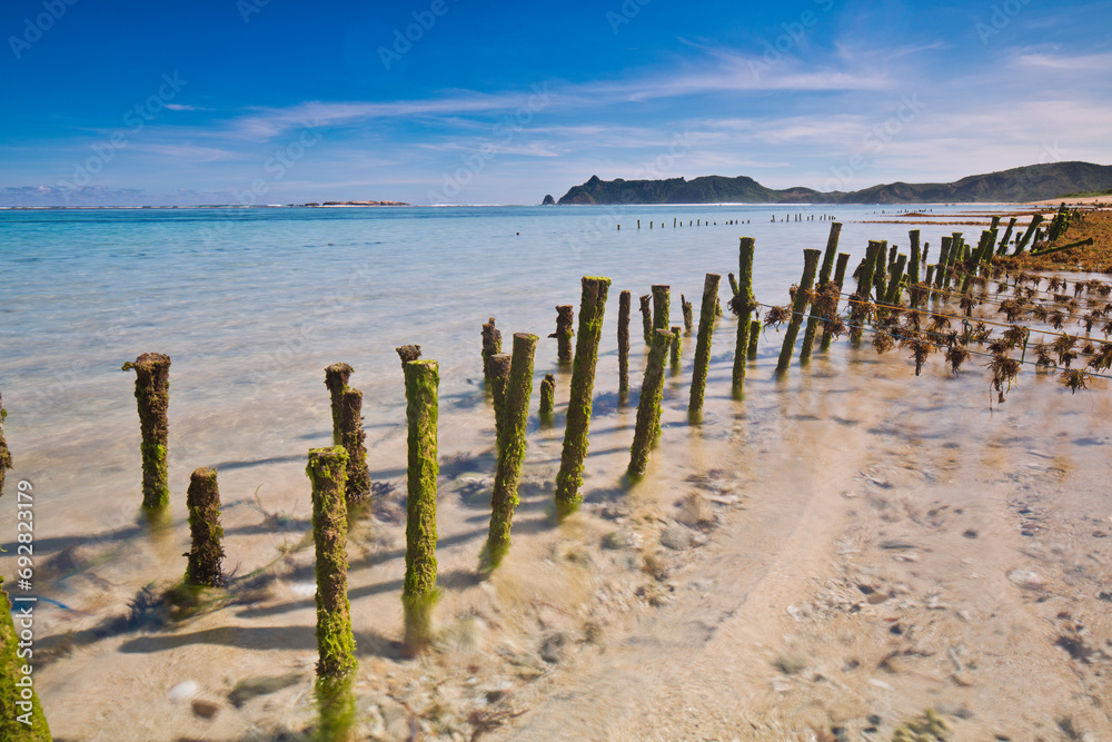 Fototapeta premium Portrait of Nambung beach with seaweed cultivation using pieces of Indonesian Lombok wood