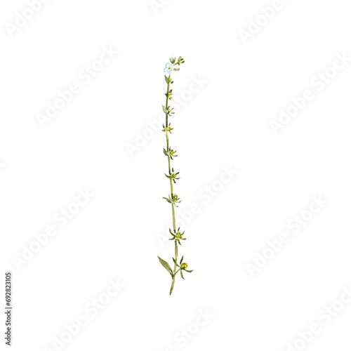 watercolor drawing plant of European stickseed with green leaves and flowers,Lappula squarrosa , isolated at white background, natural element, hand drawn botanical illustration photo