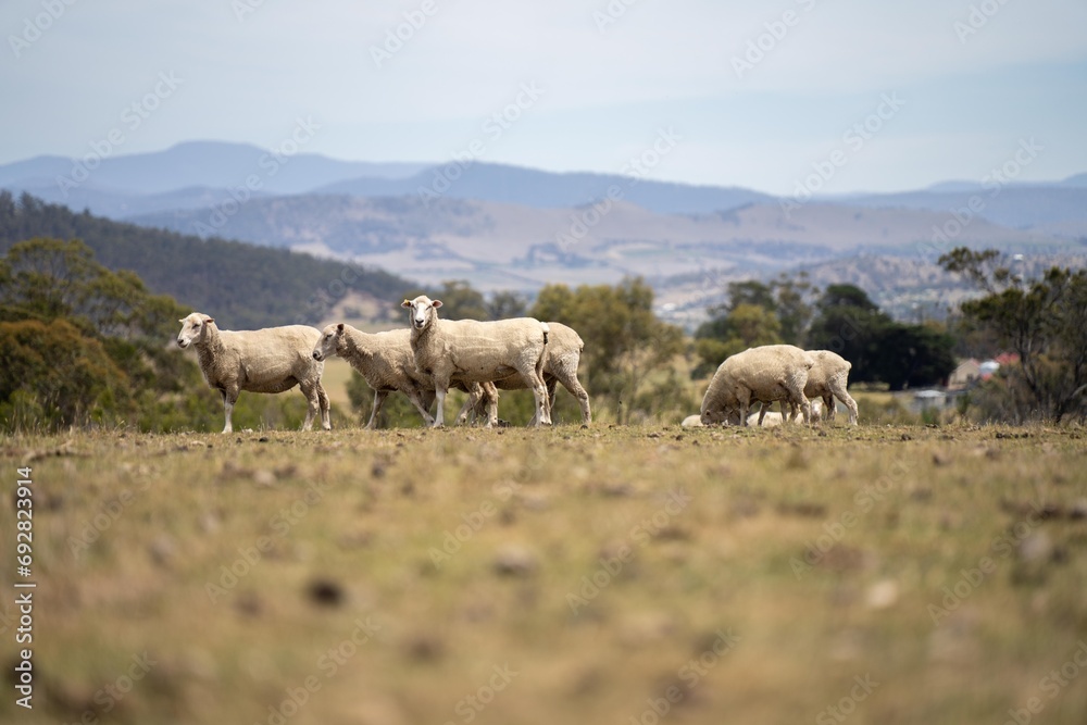 Dry land shorn Merino sheep on a farm in a drough Summer in Australia 