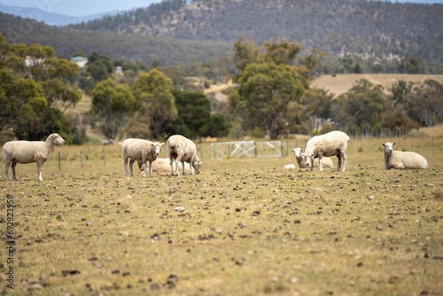 Dry land shorn Merino sheep on a farm in a drough Summer in Australia  © William