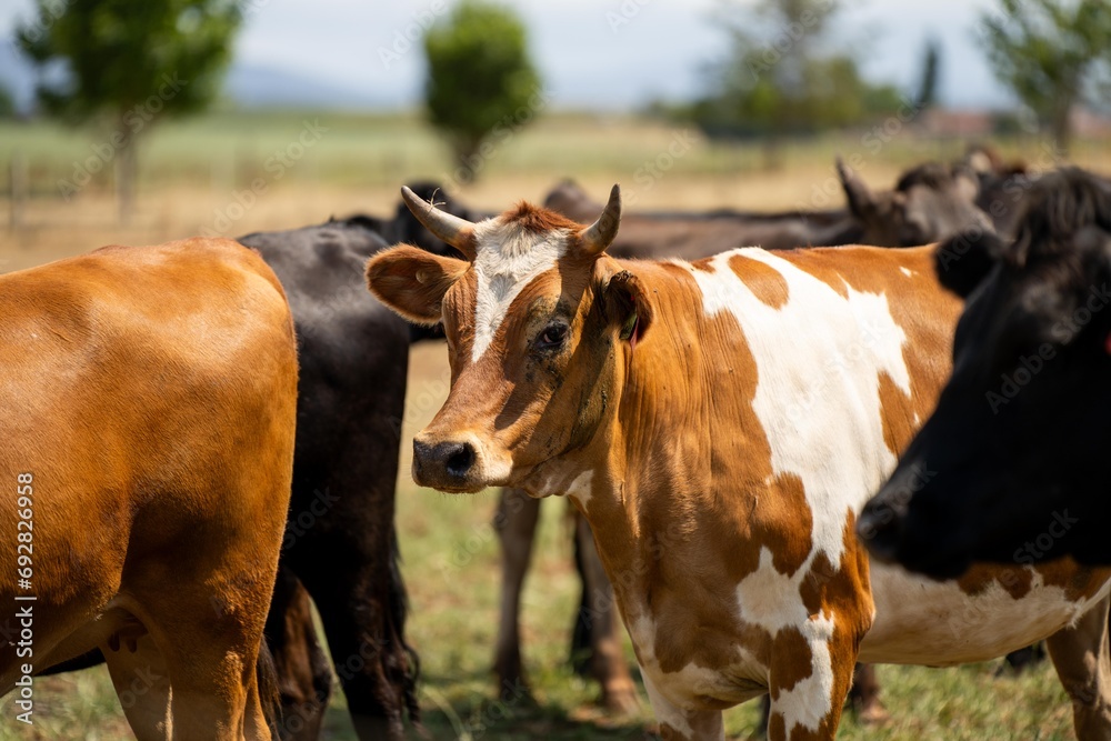 portrait Stud dairy cows grazing on grass in a field, in Australia. breeds include Friesian, Holstein, Jersey portrait Stud dairy cows grazing on grass in a field, in Australia. breeds include Friesian, Holstein, Jersey