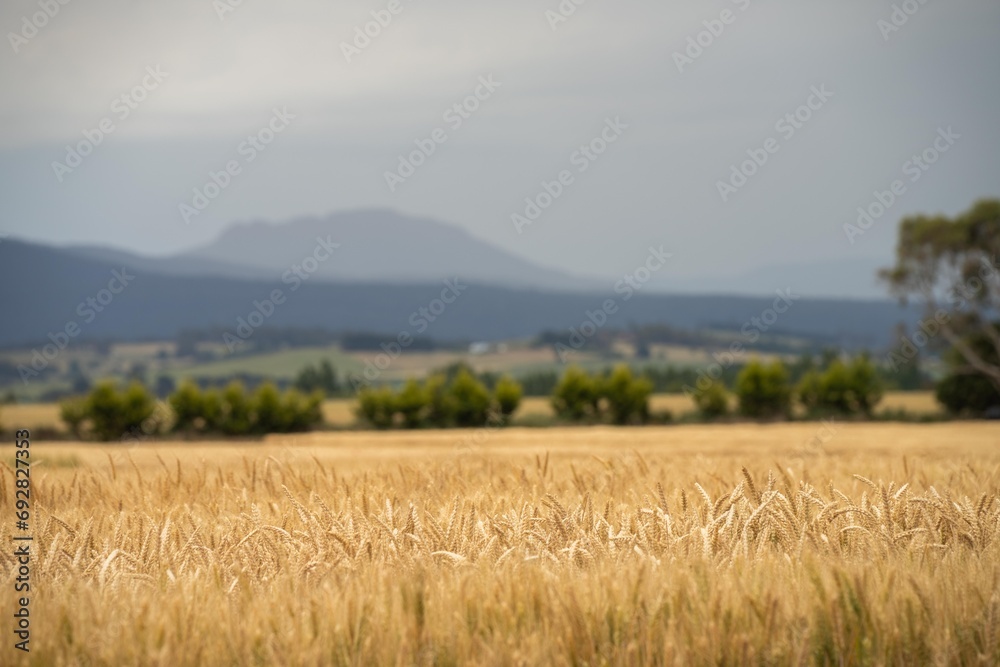 farming landscape of grain crops in an agricultural field growing wheat cropping 