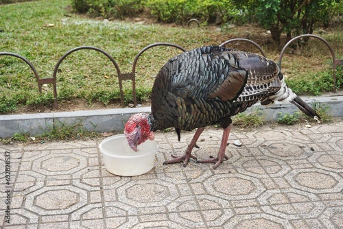 Turkey eating out of a bowl on the sidewalk in an urban setting