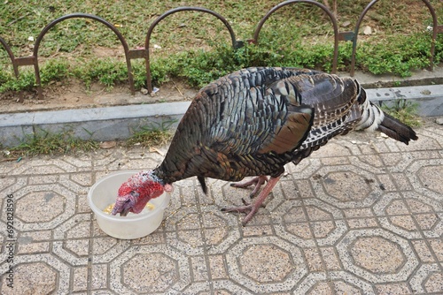Closeup of a mature turkey hen feeding from a white bowl on a patterned city sidewalk