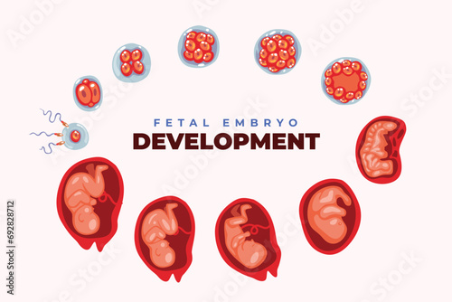 Human embryo development nine month stages medical infographic poster, baby toddler, Embryo month stage growth, Medical illustration of foetus cycle birth, vector illustration.