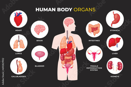 Human Body Internal Organs and Parts Infographic Poster, Stomach, lungs, kidneys, heart, brain, liver, bladder, gallbladder, intestines, kidney, female reproduction system. Medical anatomy