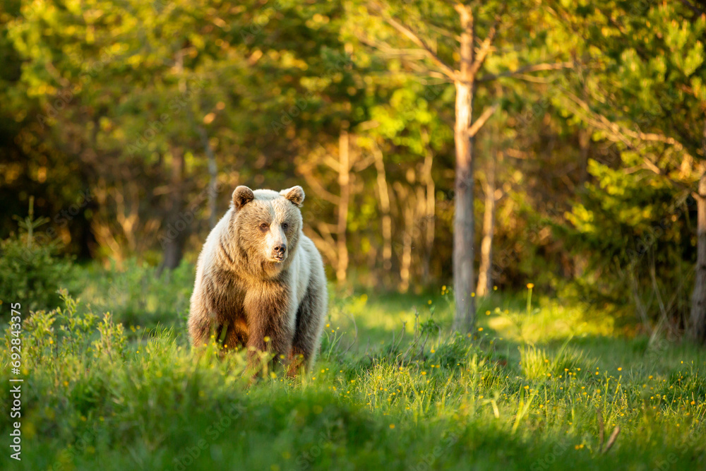 Fototapeta premium a bear walks across a green meadow at sunset