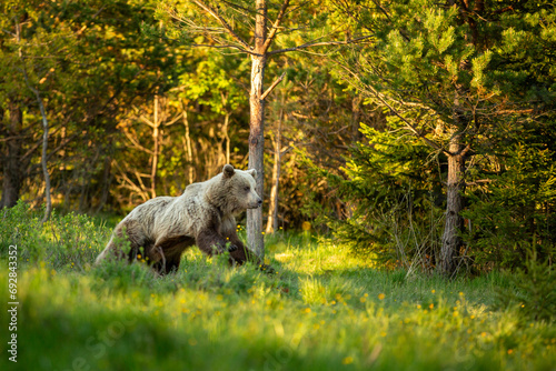 a fight between a bear and a wild boar on the meadow and in the forest