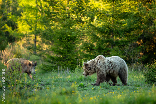 a fight between a bear and a wild boar on the meadow and in the forest