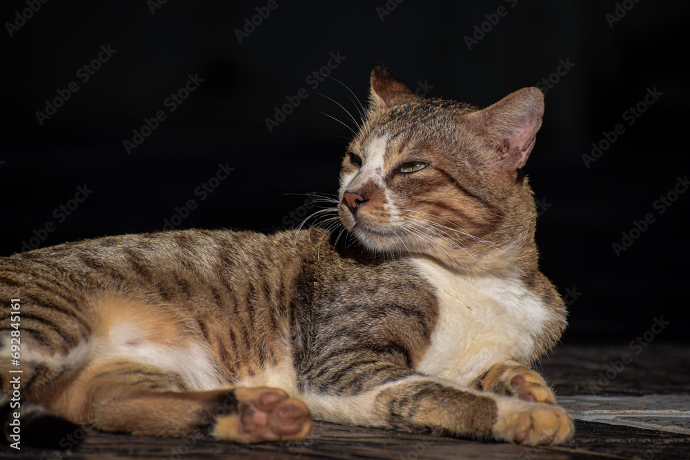 Feline Majesty: Cat Basking in Sunlight