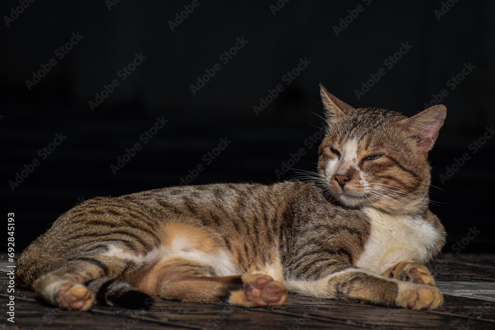 Feline Majesty: Cat Basking in Sunlight