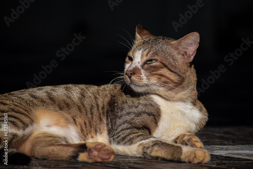 Feline Majesty  Cat Basking in Sunlight