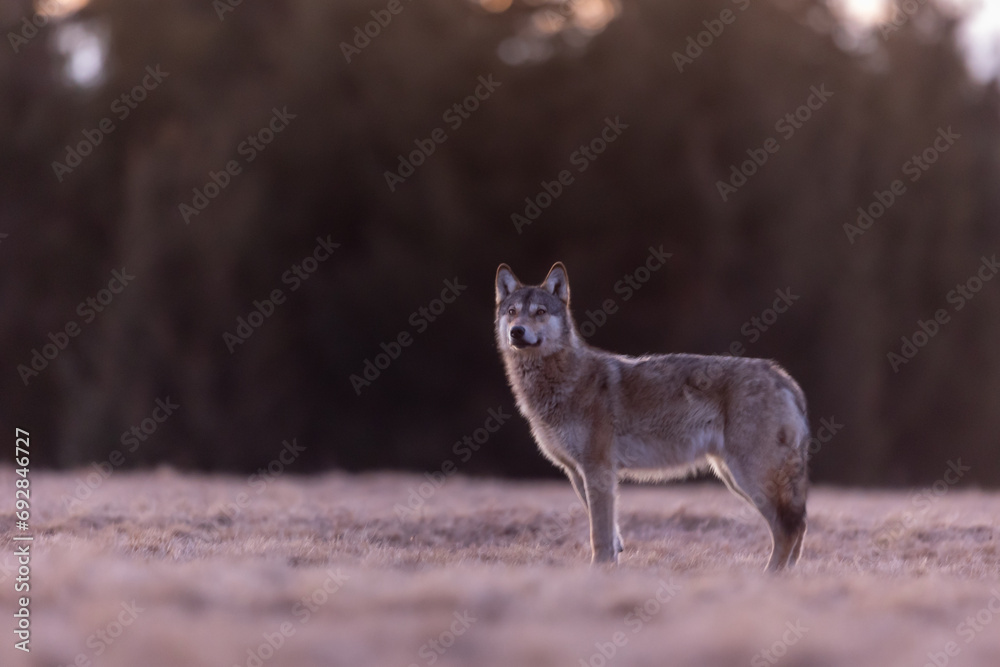 Naklejka premium the wolf stands on the bow and the sun rises