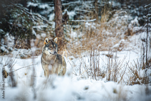 the wolf is sitting in the winter forest