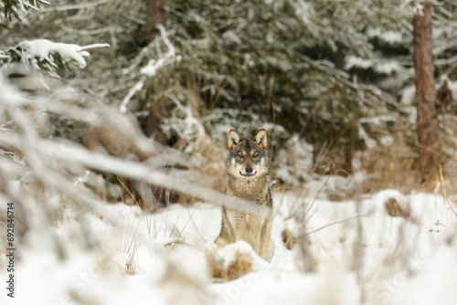 the wolf is the sitting in the winter forest