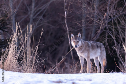 the wolf stands on the bow and the sun rises