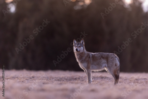 the wolf stands on the bow and the sun rises