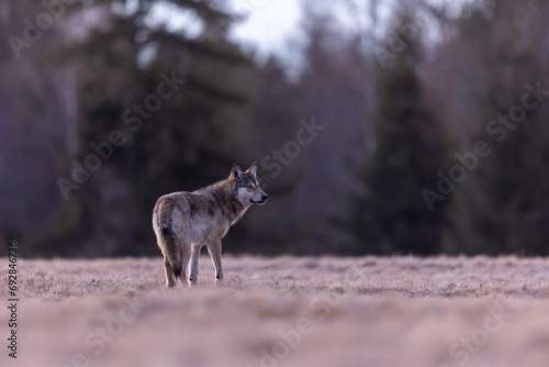 the wolf stands on the bow and the sun rises