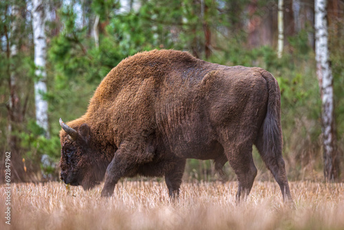 the european bison grazes on the meadow