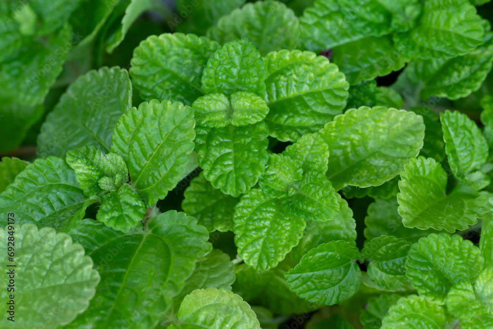 Close-up of fresh peppermint leaves. Organic fresh herbs and vegetables are used as an ingredient in cooking to add flavor spicy and aroma to food. Spearmint leaf. Close-up of fresh peppermint leaves. Organic fresh herbs and vegetables are used as an ingredient in cooking to add flavor spicy and aroma to food. Spearmint leaf.