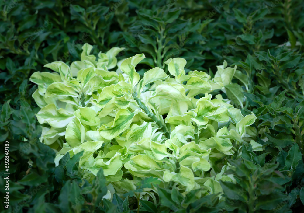 Close-up of Pedilanthus tithymaloides on a dark green background. Variegated foliage and creeper plants for decorations in the garden. Close-up of Pedilanthus tithymaloides on a dark green background. Variegated foliage and creeper plants for decorations in the garden.