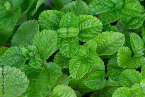 Close-up of fresh peppermint leaves. Organic fresh herbs and vegetables are used as an ingredient in cooking to add flavor spicy and aroma to food. Spearmint leaf.