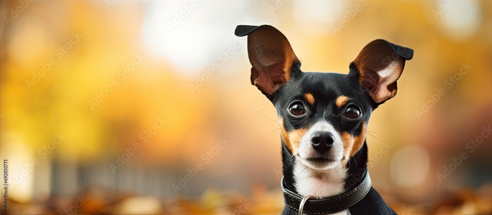 adorable rat terrier at nearby park - obrazy, fototapety, plakaty 