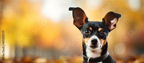 adorable rat terrier at nearby park photo