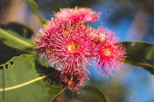Australian Eucalyptus Blossom