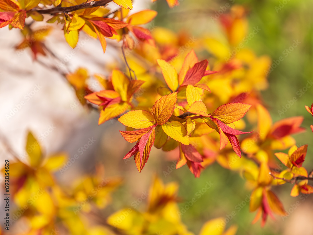 Branches of bushes with young green and red leaves. Branches of bushes with young green and red leaves.