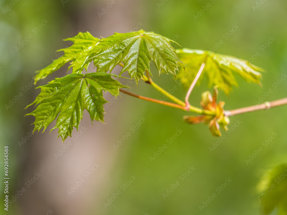 Spring branches of maple tree with fresh green leaves Spring branches of maple tree with fresh green leaves