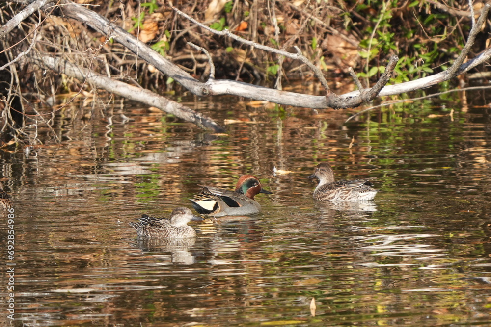 teal in a pond teal in a pond