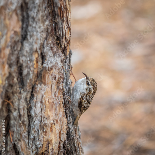 Little bird Eurasian treecreeper crawling on a tree. Nature background. Bird: Short toed Treecreeper. Certhia brachydactyla.