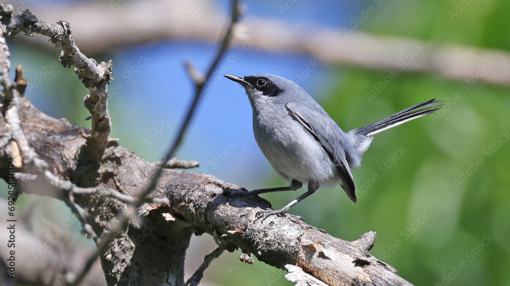 Masked gnatcatcher perched on a branch Masked gnatcatcher perched on a branch