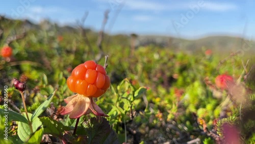 The soft and juicy ripe fruit of a cloudberry photo