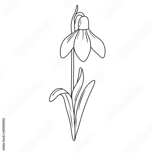January birth month flower snowdrop line art vector illustration. Hand drawn black ink sketch isolated on white. Outline floral doodle