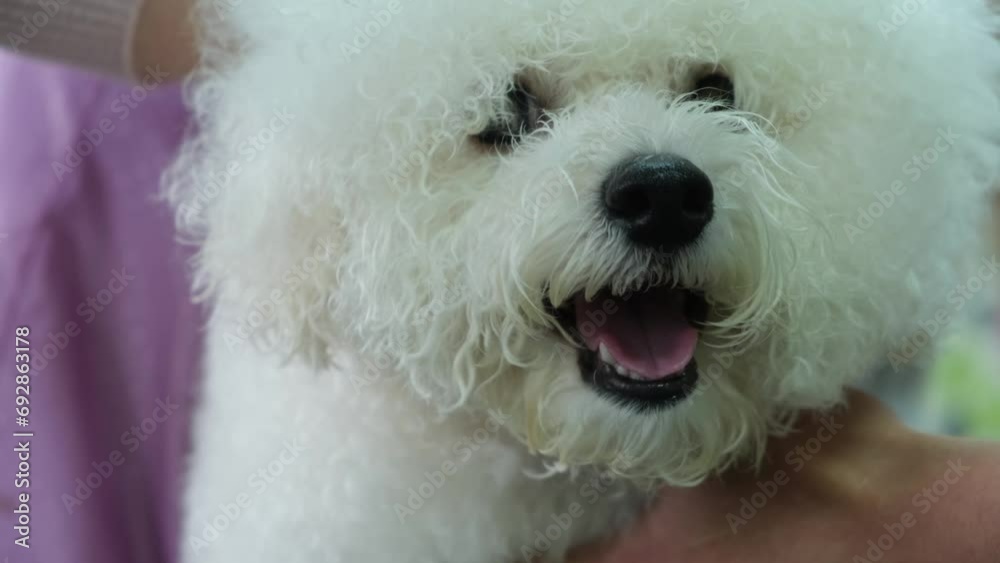 Groomers blow-dry the hair of a Bichon Fries dog after bathing it. Close-up of a dog's face. Groomers blow-dry the hair of a Bichon Fries dog after bathing it. Close-up of a dog's face.