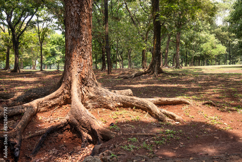 Trees on the field