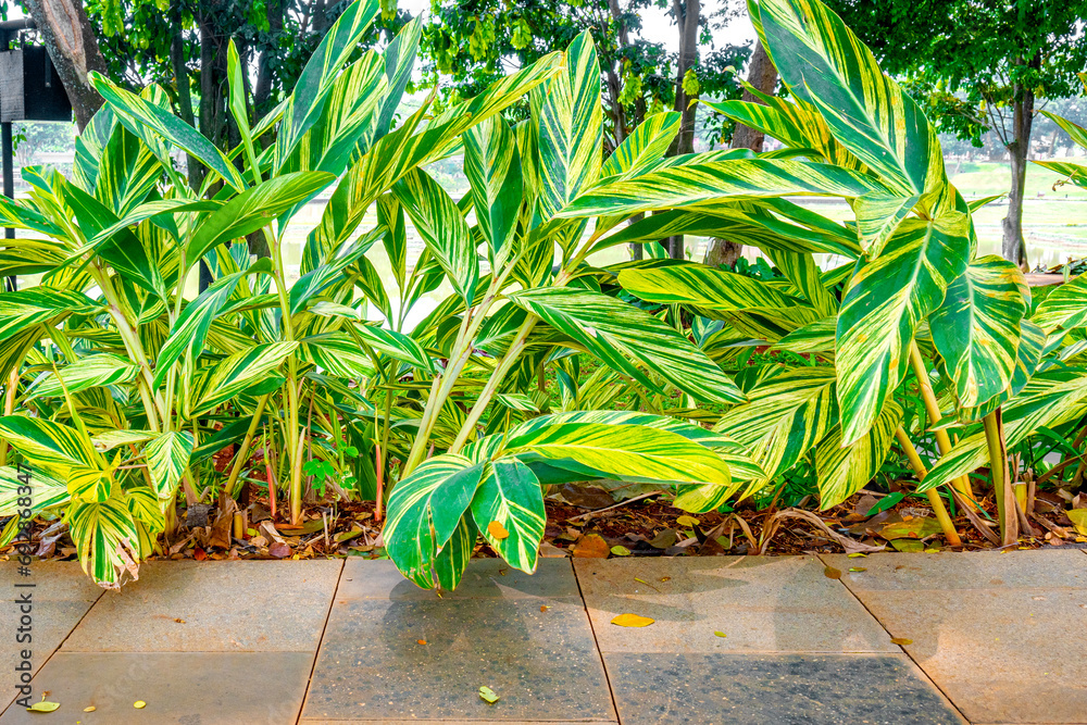 Obraz premium Green tropical leaf on the walkway