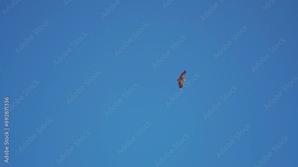 Himalayan vulture flying against the clear blue sky at Spiti Valley in Himachal Pradesh, India. Wildlife of the cold desert in the Himalayas in India. Himalayan Vulture looking for food in the sky. Himalayan vulture flying against the clear blue sky at Spiti Valley in Himachal Pradesh, India. Wildlife of the cold desert in the Himalayas in India. Himalayan Vulture looking for food in the sky.