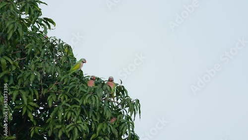 Seen having a meeting discussing what to do during the day except from flying around and eating too much while the camera zooms out, Red-breasted Parakeet Psittacula alexandri, Thailand photo
