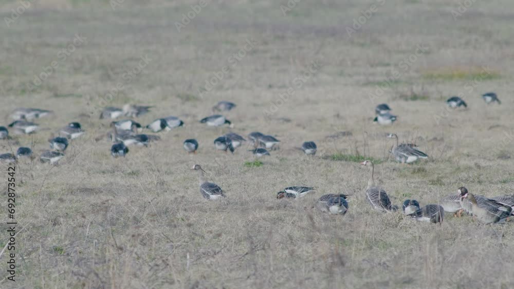 White-fronted geese flock on dry grass meadow field feeding during spring migration White-fronted geese flock on dry grass meadow field feeding during spring migration