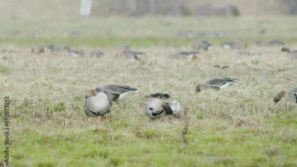 White-fronted geese flock on dry grass meadow field feeding during spring migration White-fronted geese flock on dry grass meadow field feeding during spring migration