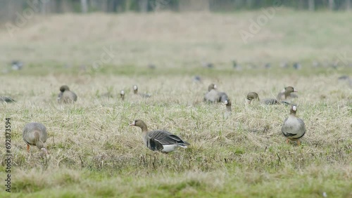 White-fronted geese flock on dry grass meadow field feeding during spring migration photo