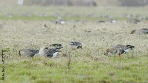 White-fronted geese flock on dry grass meadow field feeding during spring migration photo