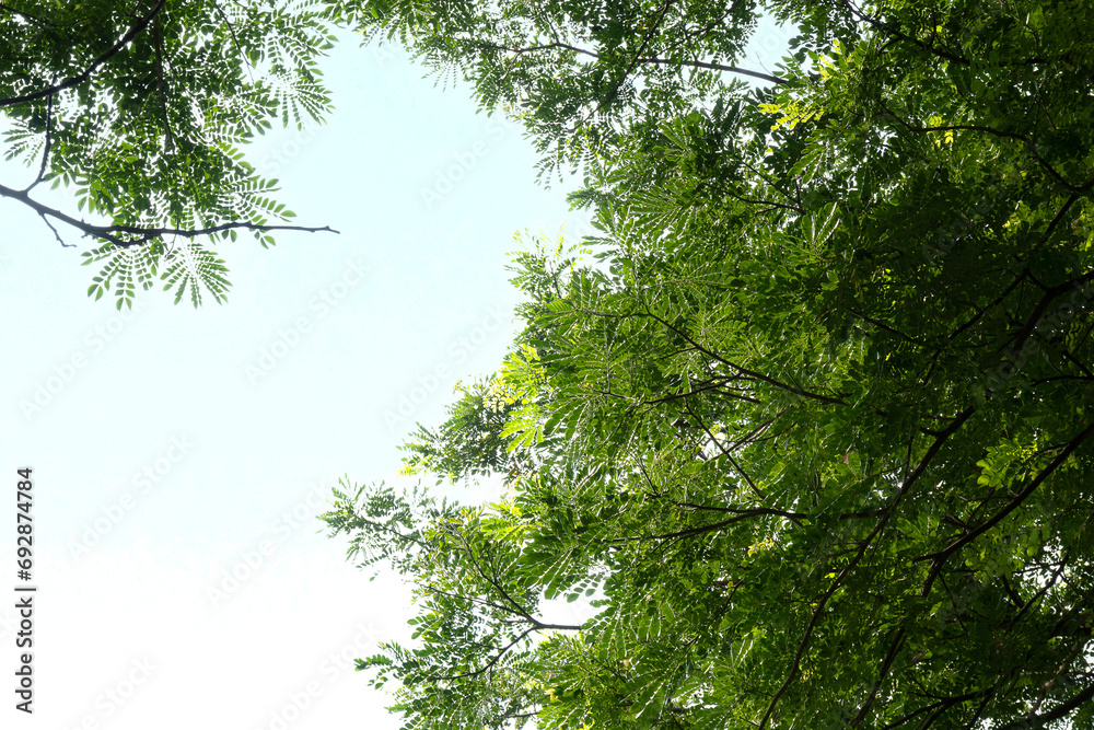 Fototapeta premium Trees