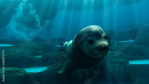 Sea Lion Close up Swimming Past Camera