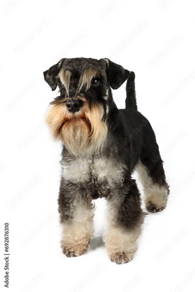 standing miniature schnauzer black and silver on white background 